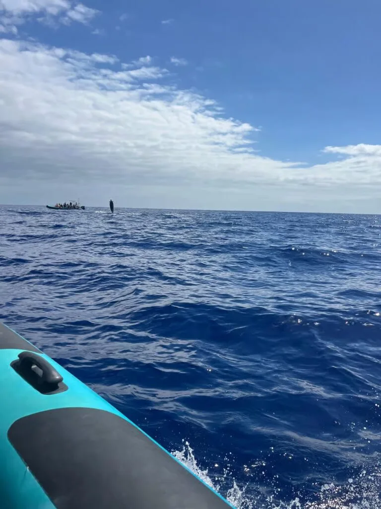 bootstour wale madeira