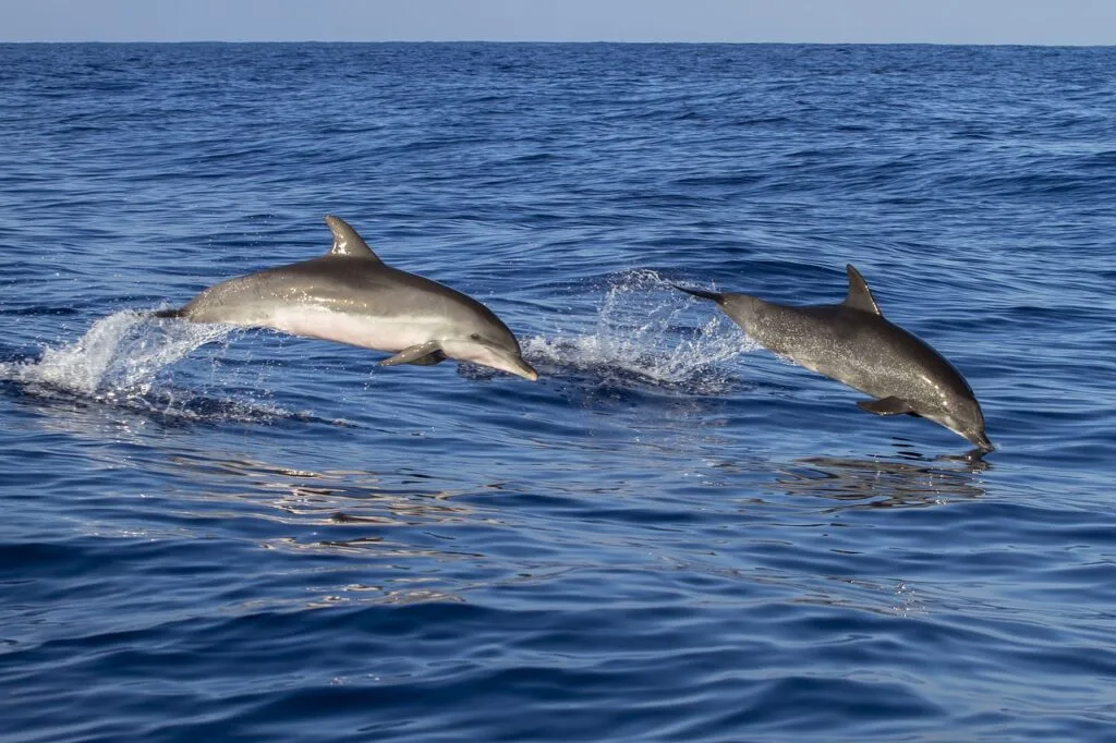 Wal- und Delfinbeobachtung auf Madeira