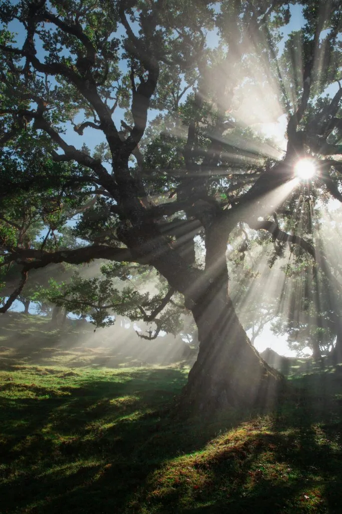 Fanal Forest besuchen