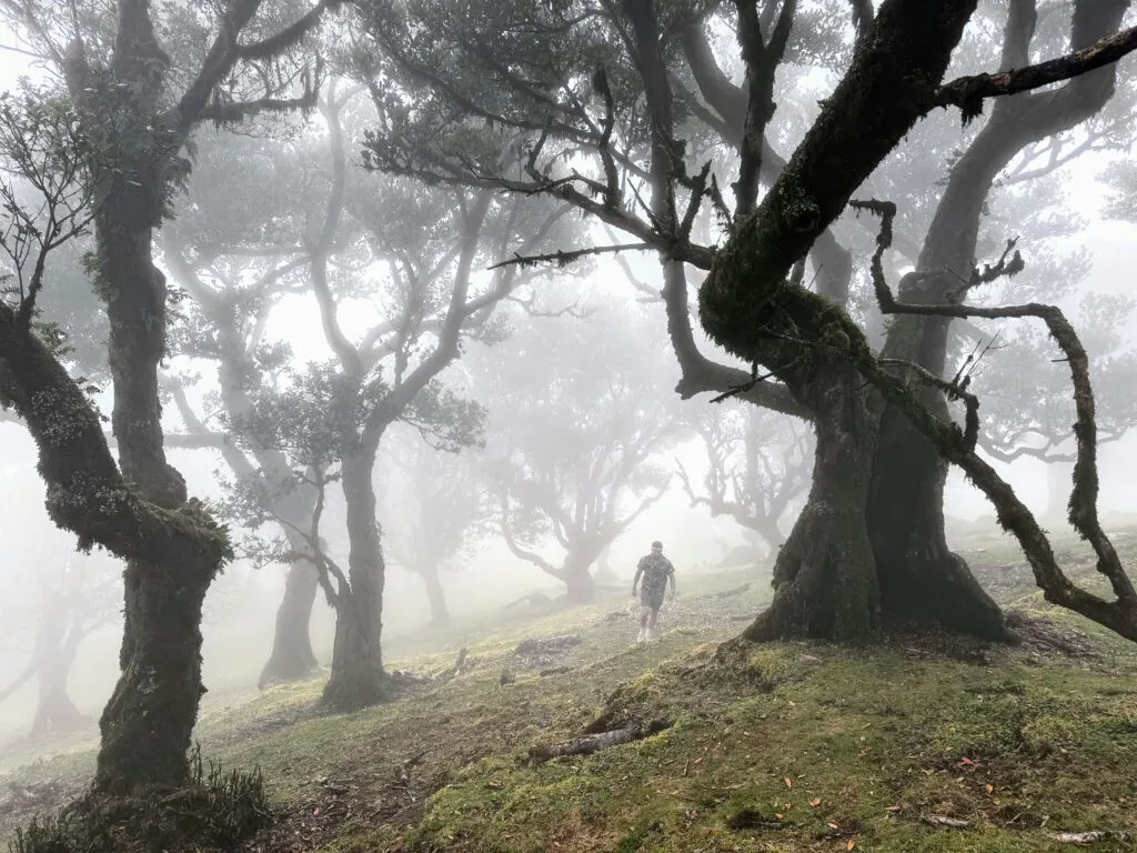 Fanal Wald Feenwald Madeira