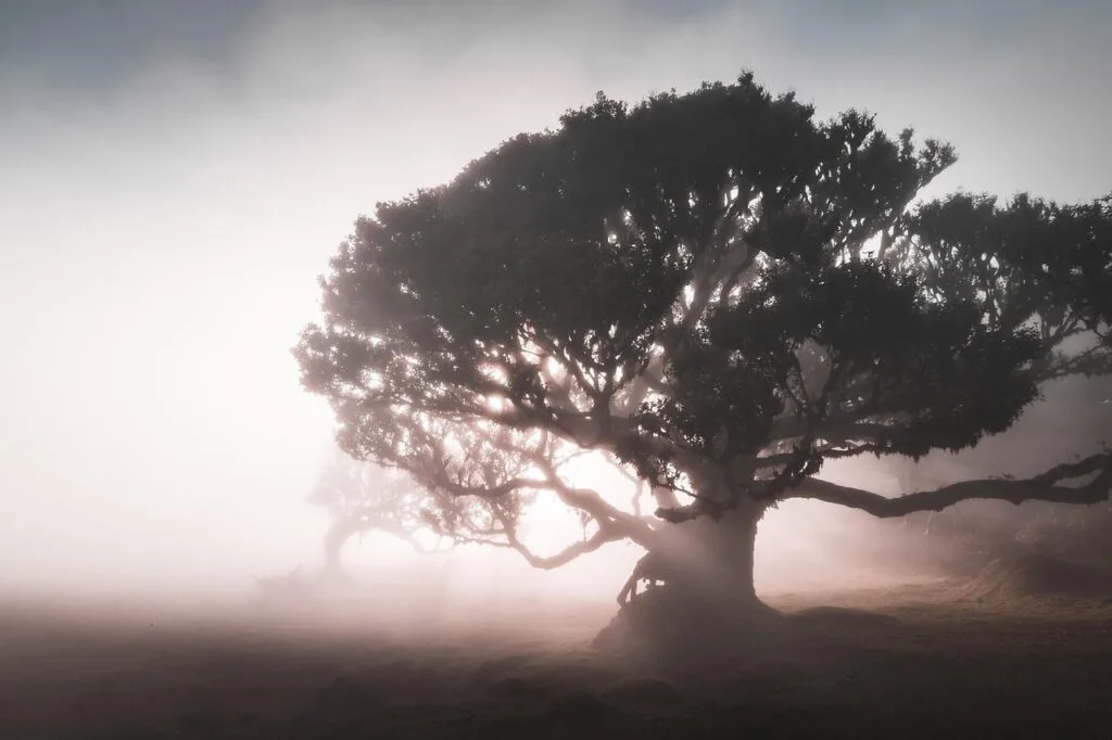 Oerbos Madeira