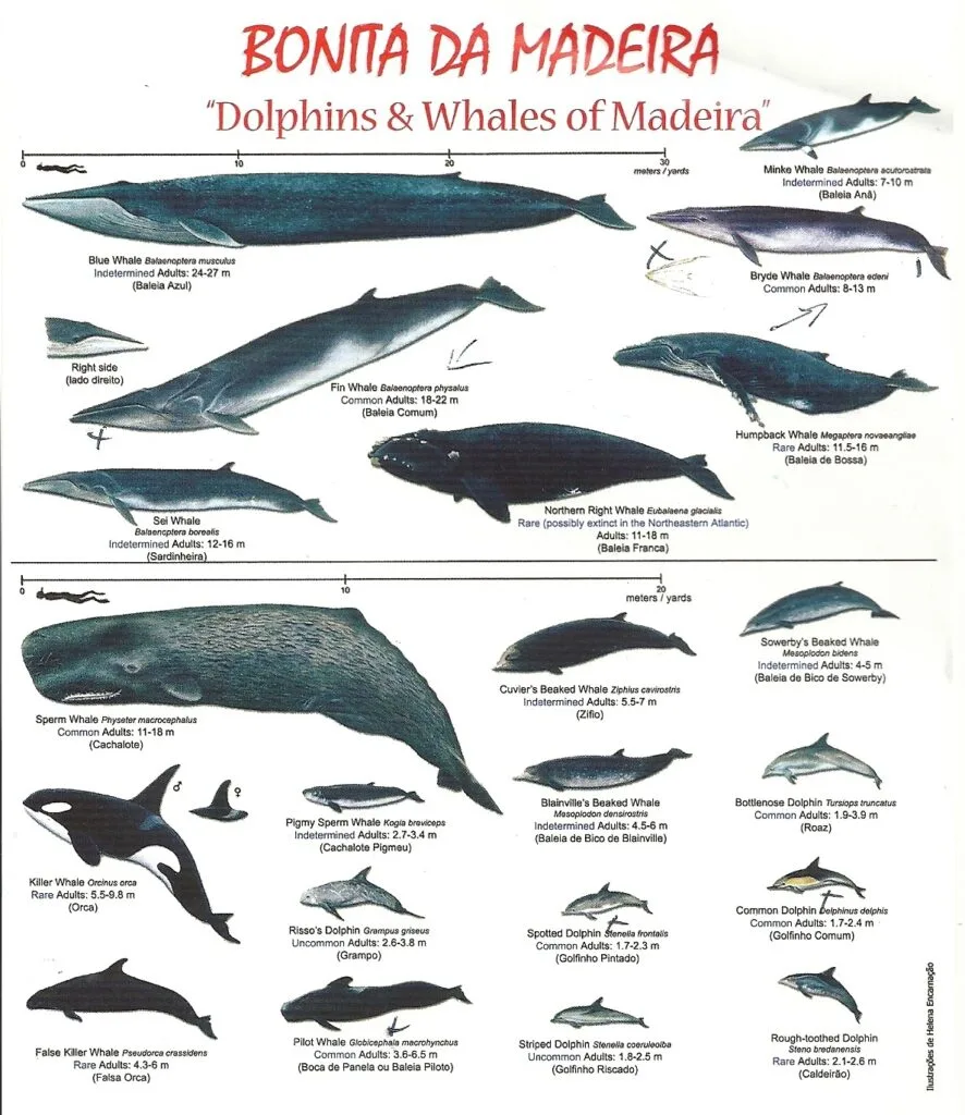 Wal und Delfin Madeira Wal und Delfin Madeira