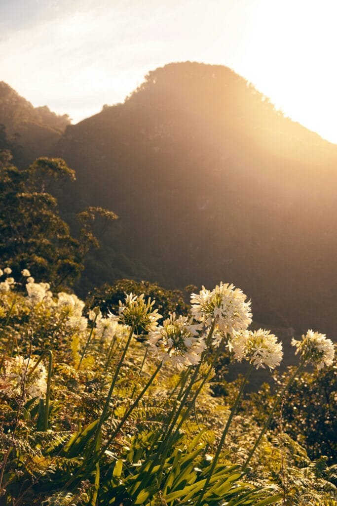 Beste reisezeit blumen Madeira