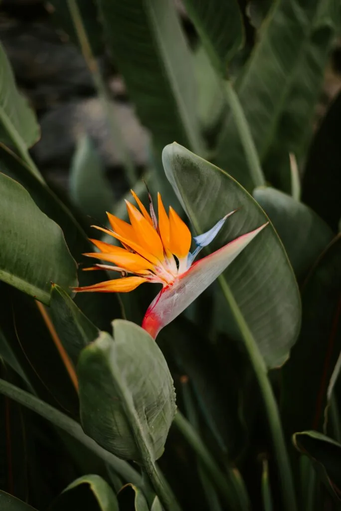 Wann blühen die Blumen auf Madeira