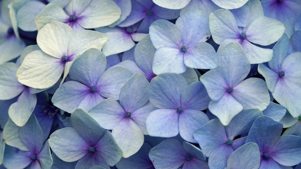 Blumen auf Madeira