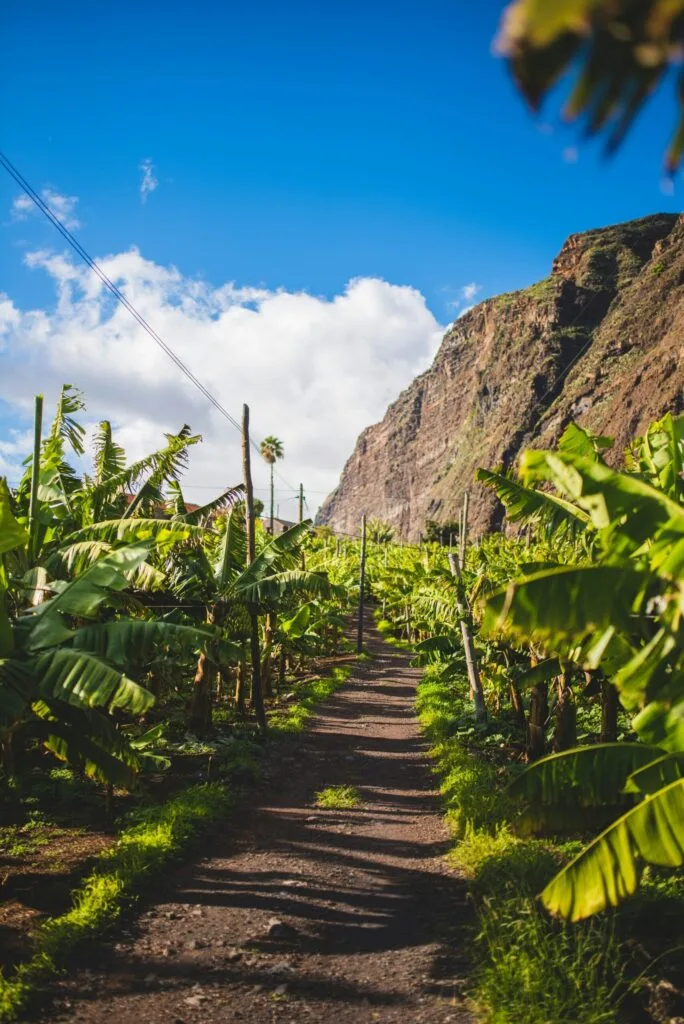 Wandern Madeira Calheta