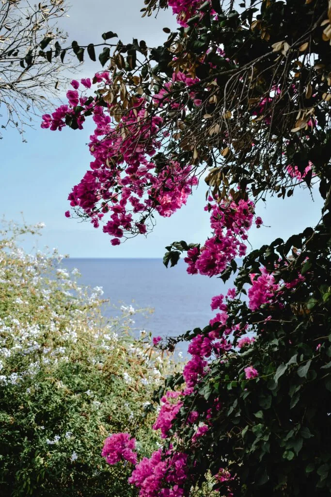 Blumen Madeira
