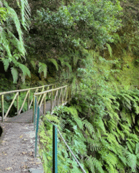 PR14 Levada dos Cedros Fanal Forest