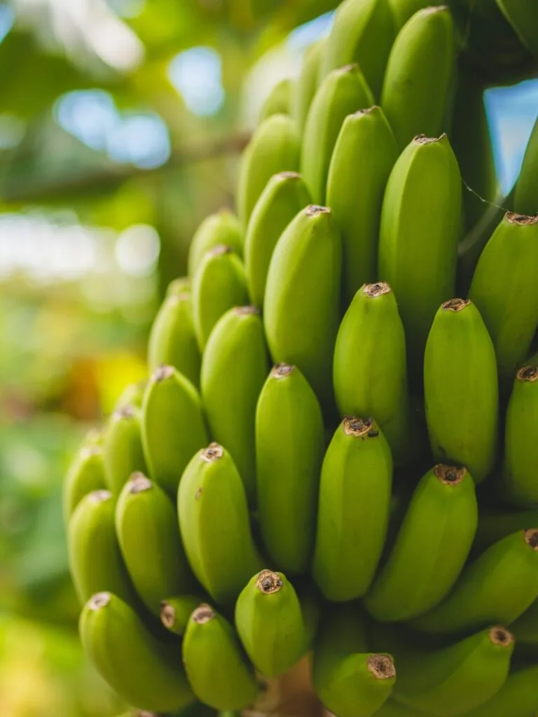 Rota da Banana