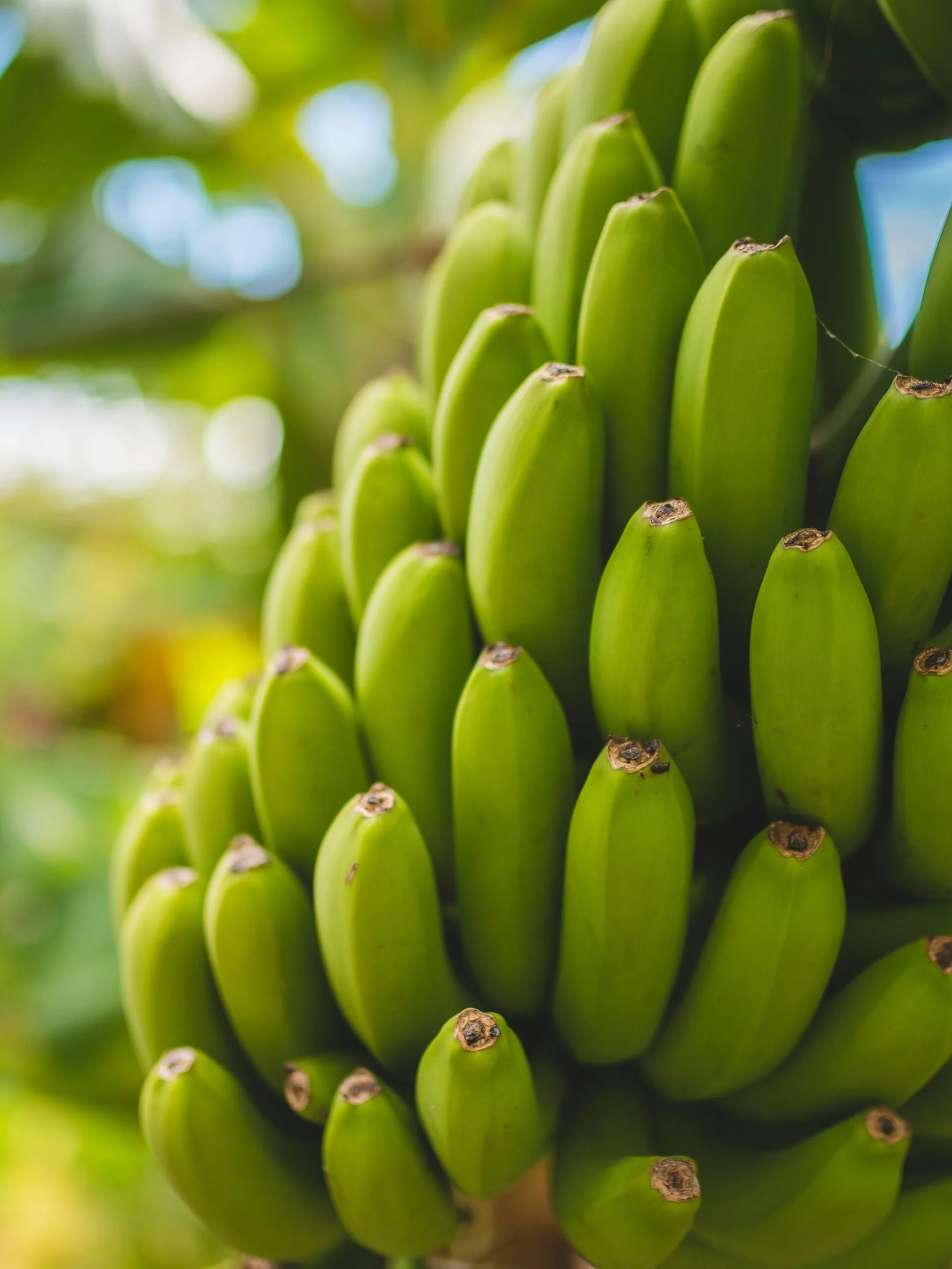 Rota da Banana