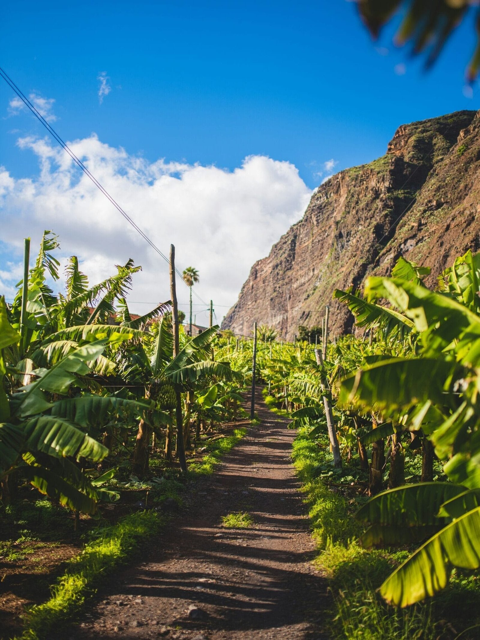 Wandern Madeira Calheta