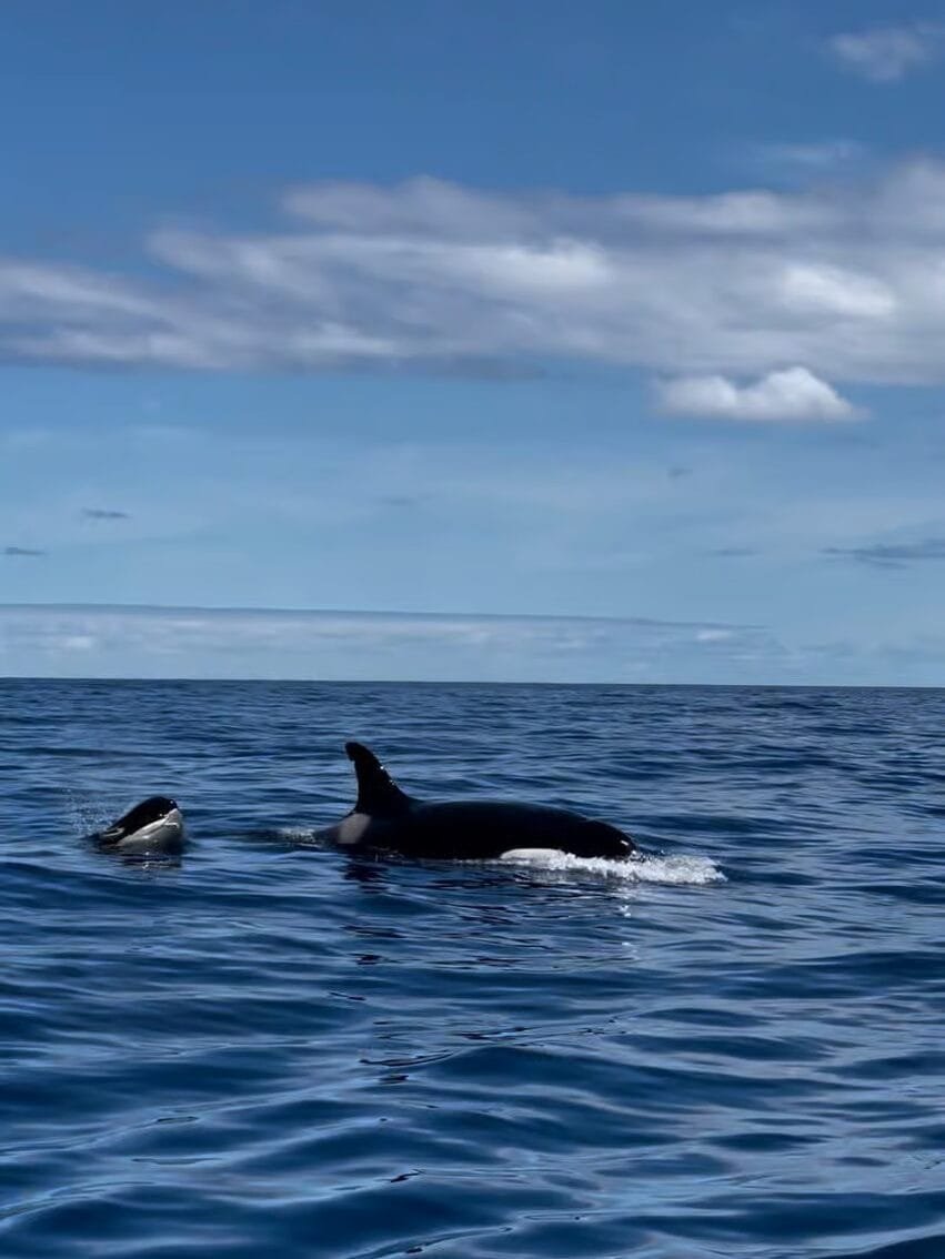 Delfine Madeira RIB-boot tocht tour