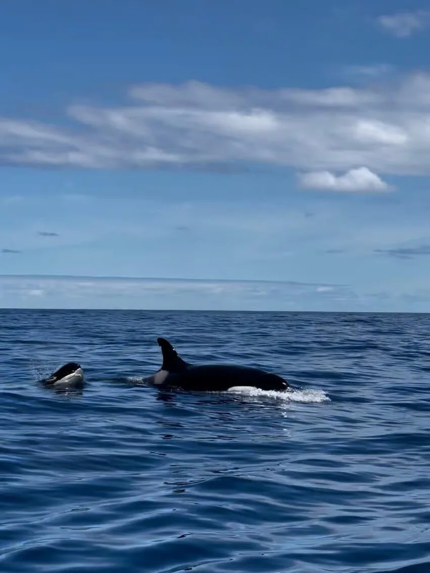 Delfine Madeira RIB-boot tocht tour