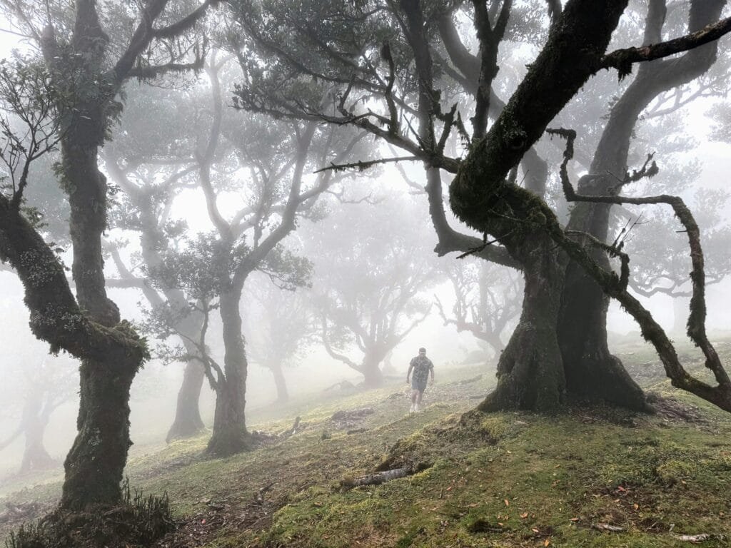 Fanal Forest wandern madeira