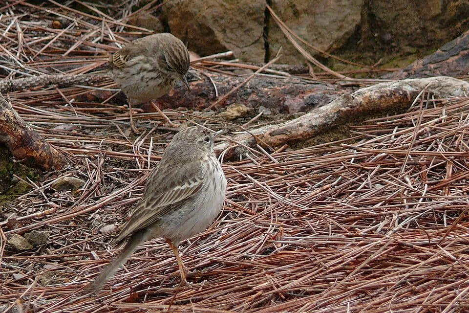 Kanarenpieper birdwatching madeira