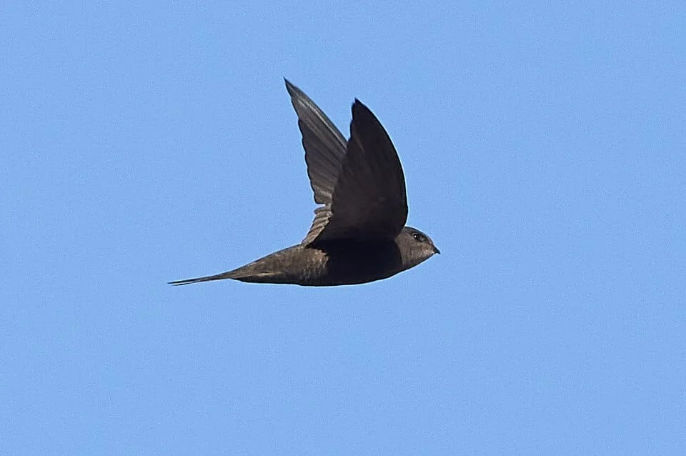 Madeirasegler vögels beobachten Madeira