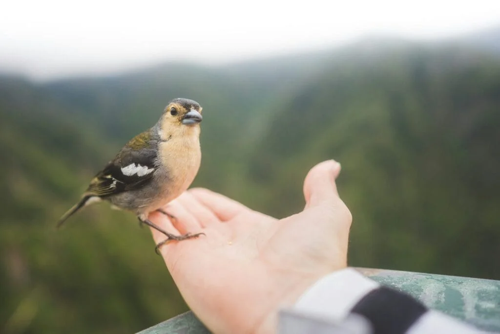 Madeirafink birdwachting madeiras