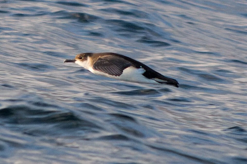 Sturmtaucher Madeira