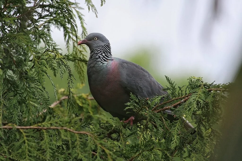 Silberhalstaube madeira birdwatchting